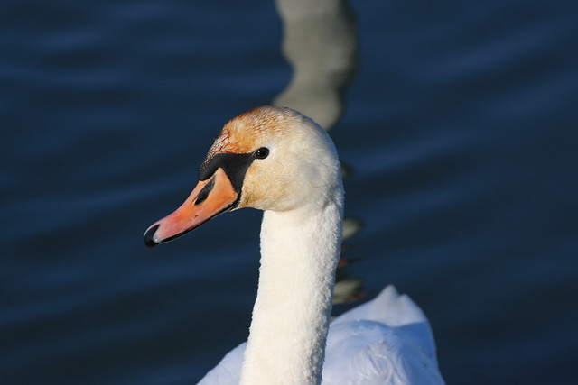 swan portrait