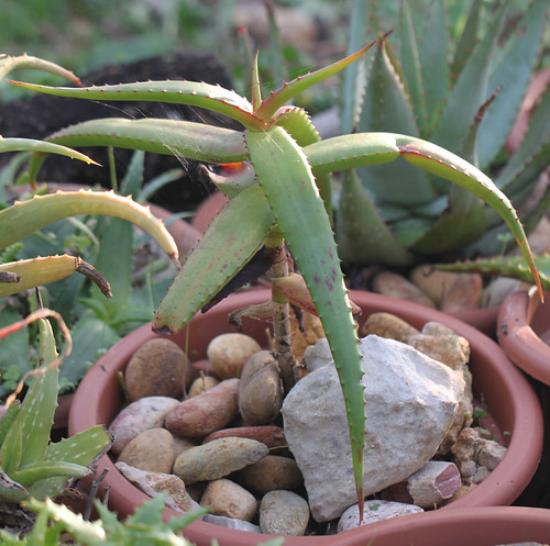 Aloe angelica (2) | by alloe.