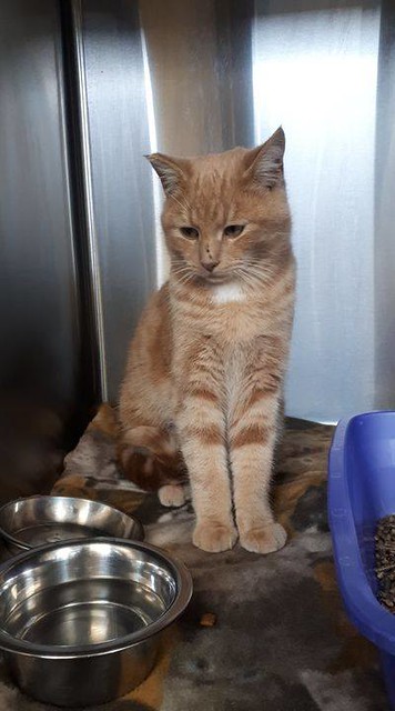 FOUND: dsh orange tabby cat in #rimbey. Currently at Fish Creek 24 Hr Pet Hosp, 15311 Bannister Rd SE, 403-873-1700. If claiming must provide photo id & proof of ownership. Pls rt, share, help to find family! Stray intact male orange tabby found today in