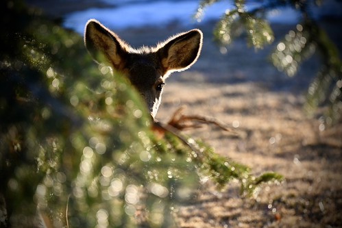 Peeking | by Chamblin1