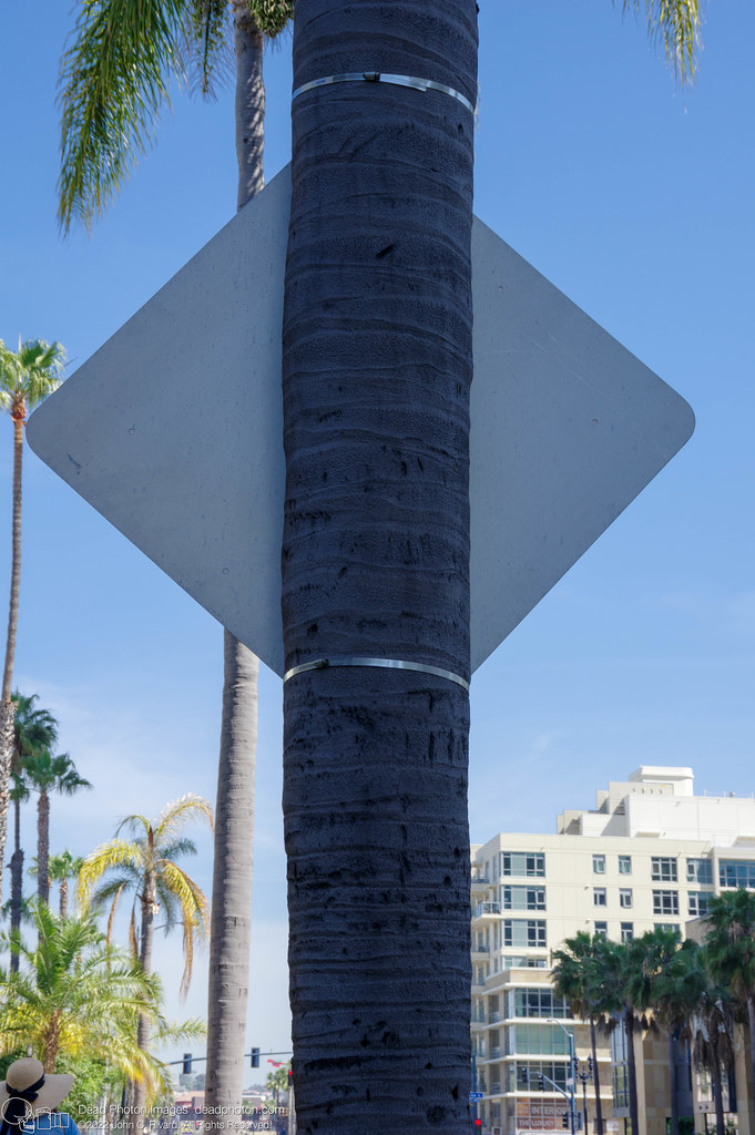 Road sign on palm tree (Attalea speciosa), Pacific Highway, San Diego, California. April 2017