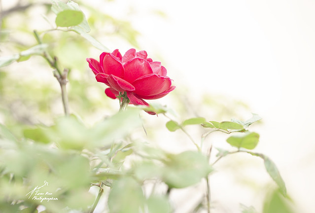 SHF_9645f_Beautiful Rose