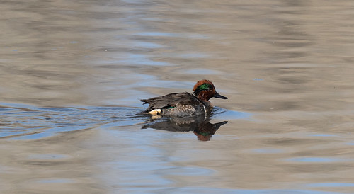 green_winged_teal-20201226-100