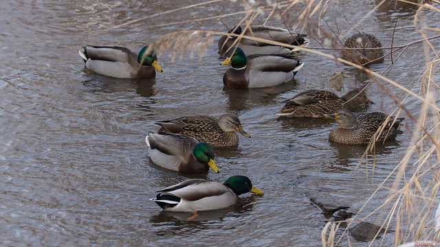 Canards colvert - Mallard duck, Parc des Moulins - Québec, Canada - 2075