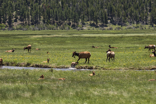 Hostile Elk