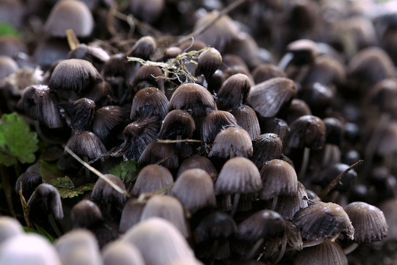 Street mushrooms