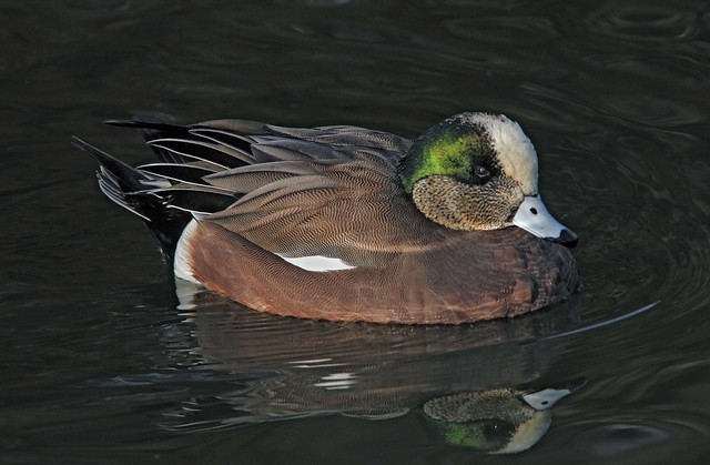 American Wigeon