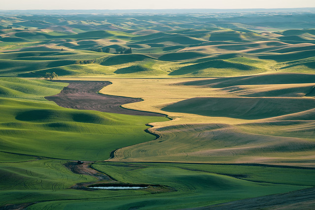 Beautiful view of the Palouse from Steptoe Butte, showing shadows of the rolling farmland hills at sunset