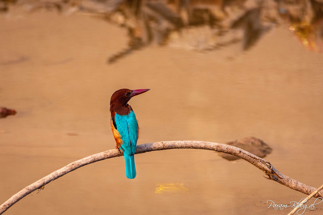 Kingfisher (PB2_2997)