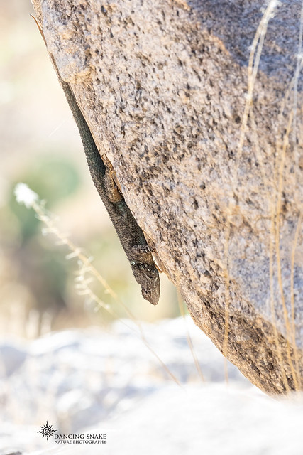(EXPLORED) Clark's Spiny Lizard ©Dancing Snake Nature Photography