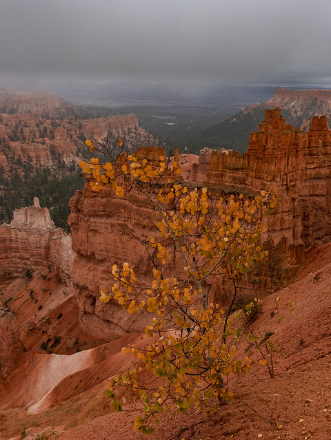 Autumn succumbs to winter - Bryce Canyon