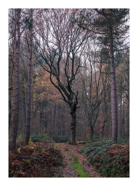 Autumn woodland-2