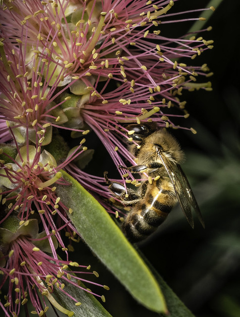 Callistemon Hybrid Flower With Hard Working Pollinator
