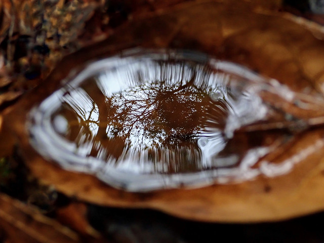 Reflection in a water-filled leaf