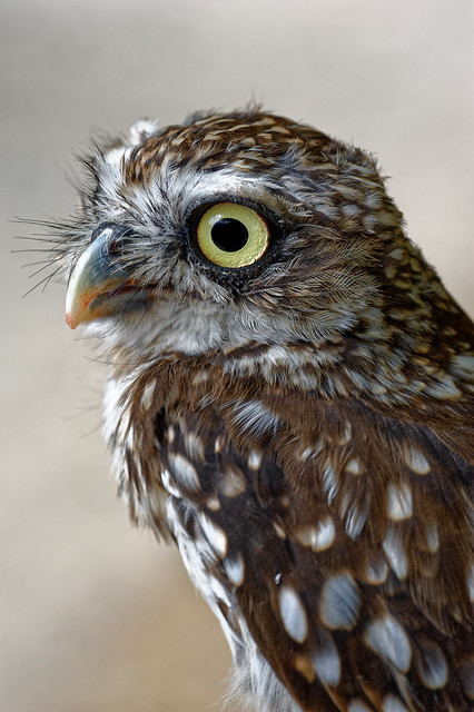 Steinkauz / Little owl (Athene noctua), also known as the owl of Minerva