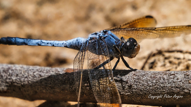 Dragonfly resting