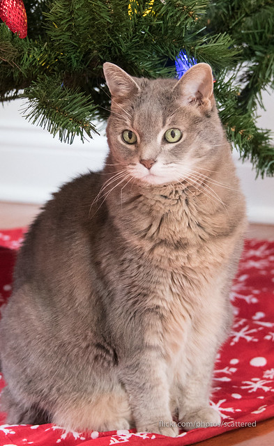Cat Posing Under Christmas Tree