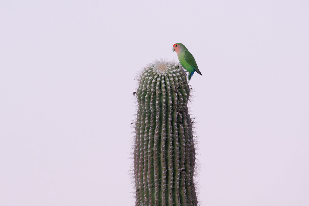 A rosy-faced lovebird perches on a saguaro arm after sunset at George Doc Cavalliere Park in Scottsdale, Arizona on December 21, 2020. Original: _RAC1215.arw
