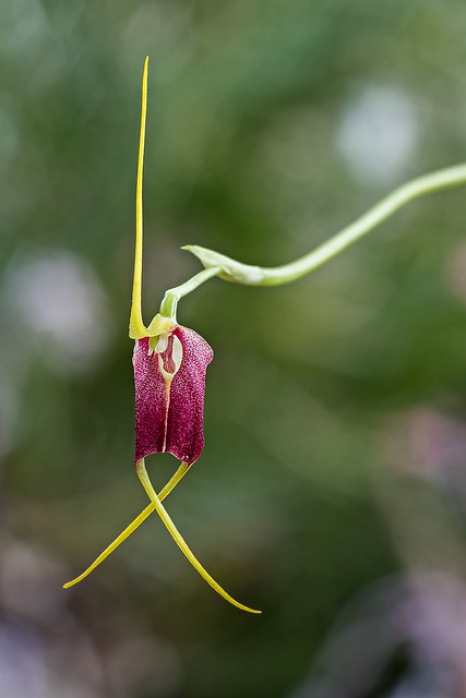 Masdevallia excelsior 7266-1; Orchidaceae (1)