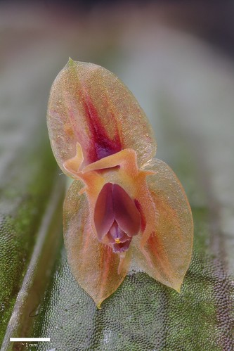 Lepanthes thalia | by F.K. Pictures