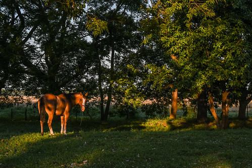 estanciabuenavista esquinacorrientes corrientesargentina corrientes argentina campos campoargentino gentedecampo countryside country countrylife campagna campaigne campi camps câmpuri campagne caballos caballo horses horse horselovers sunrise sunrisephotography kavaju cavalli cavallo cavalos cheval chevaux wallpaper postal fanegascorrientes provinciadecorrientes repúblicaargentina nortedeargentina jjscialfa