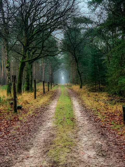 Nice walk in the foggy forest of the Stippelberg, Brabant
