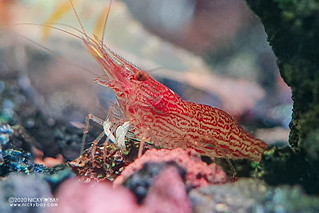Red Line Yellow Tail Shrimp (Caridina sp.) - redlineyellowtail-20201228_133350