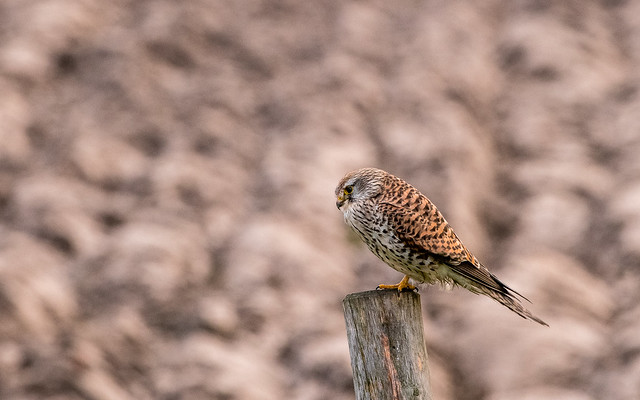 Common kestrel - Falco tinnunculus - Torenvalk