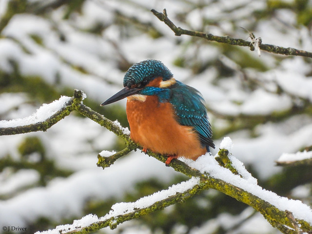 Kingfisher (Male) in the snow