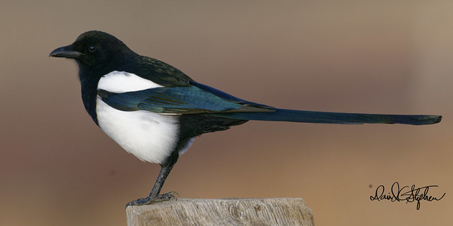Magpie Poses On Fence Post