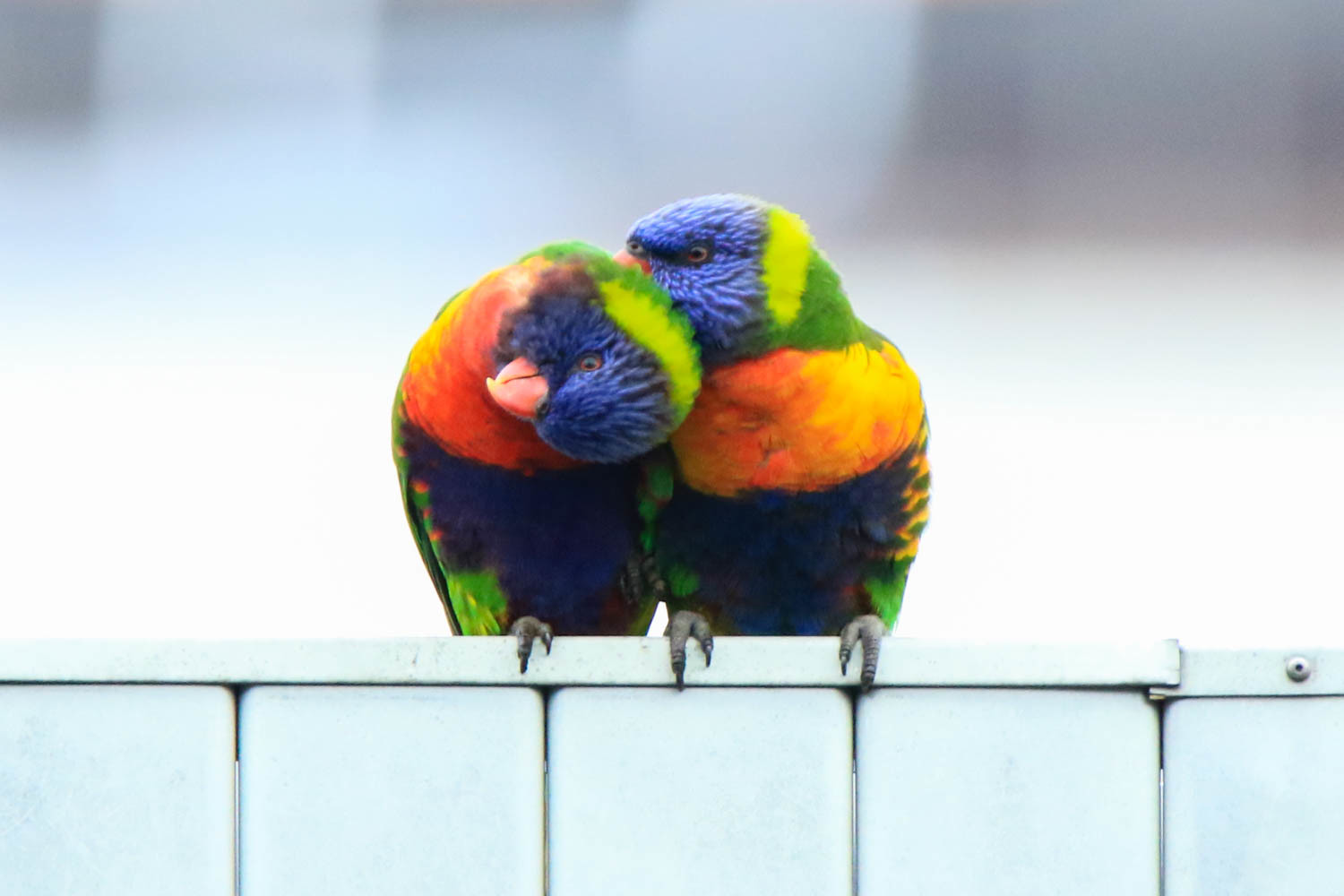 Rainbow Lorikeets (Australia)