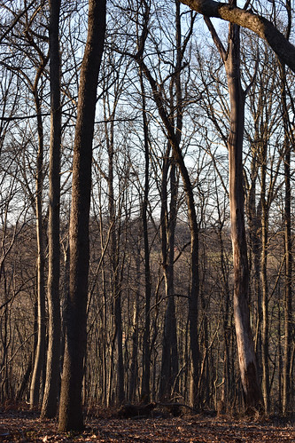 mountairy mtairy md maryland frederickcounty outdoor outdoors outside nature natural woods woodedarea nikon d3500 dslr tuesday tuesdayafternoon afternoon goodafternoon winter december tree trees branch branches treebranch treebranches treelimb treelimbs sky bluesky