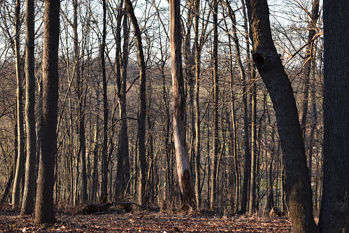 mountairy mtairy md maryland frederickcounty outdoor outdoors outside nature natural woods woodedarea nikon d3500 dslr tuesday tuesdayafternoon afternoon goodafternoon winter december tree trees branch branches treebranch treebranches treelimb treelimbs sky bluesky
