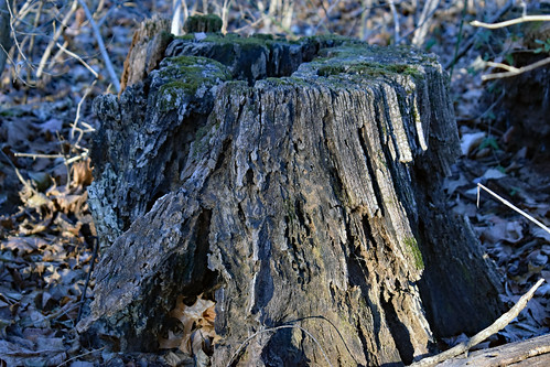 mountairy mtairy md maryland frederickcounty outdoor outdoors outside nature natural woods woodedarea nikon d3500 dslr tuesday tuesdayafternoon afternoon goodafternoon winter december stump treestump