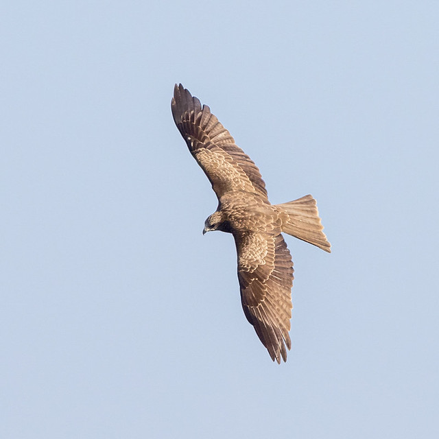 Black Kite, Milvus migrans