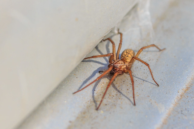 Hobo Spiders Control by Mega Pest Control Surrey, Canada