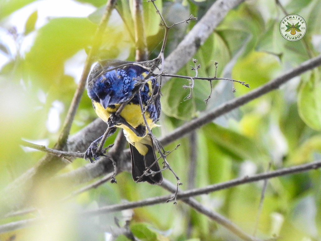 Fauna: turquoise tanager (Tangara mexicana)