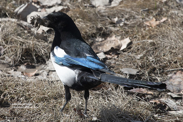 Black-billed Magpie getting nest material
