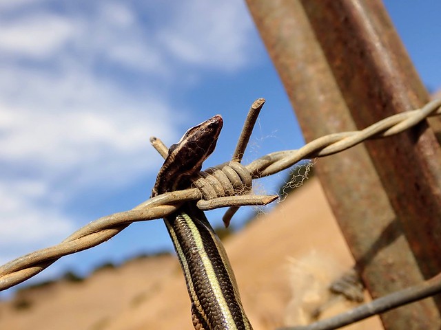 Gilbert's Skink (Plestiodon gilberti) impaled on barbed wire, Brushy Peak, California