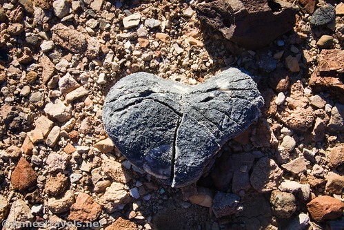 A heart-shaped rock I found in the 20 Mule Team Wash, Death Valley National Park, California