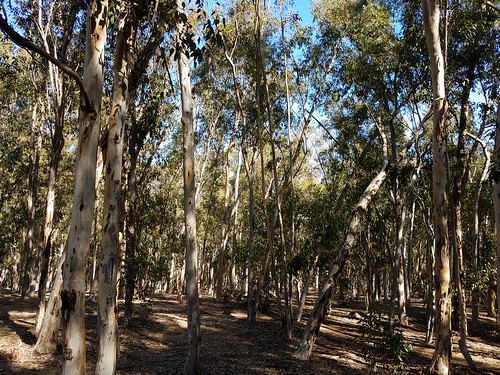 Into the Woods - Eucalyptus Grove