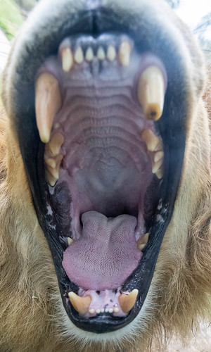 Close enough? | by Predators Prey