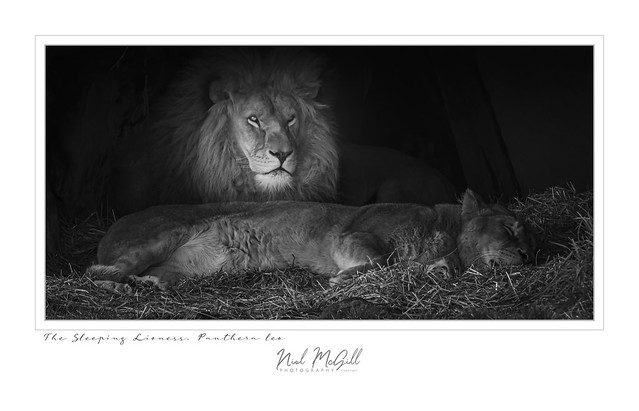 The Lion Sleeps Tonight-3673