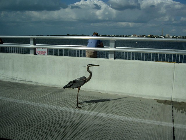 Blue Heron on the Causeway