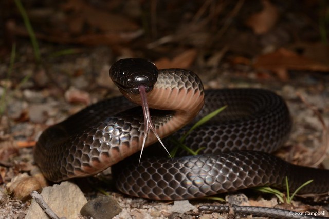 Eastern Small-eyed Snake (Cryptophis nigrescens). Mid-north Coast, NSW