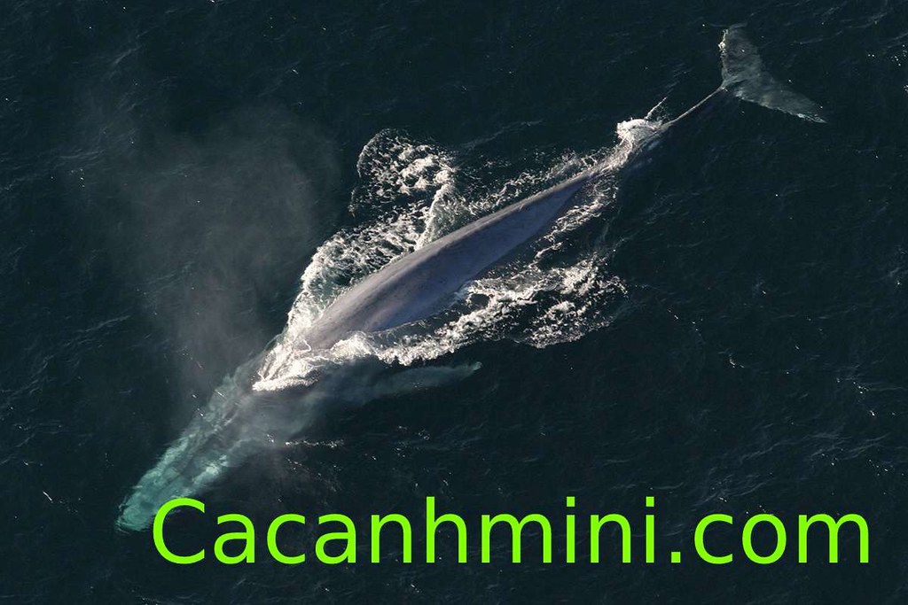 Cá voi xanh xuất hiện ở vùng biển gần Sydney