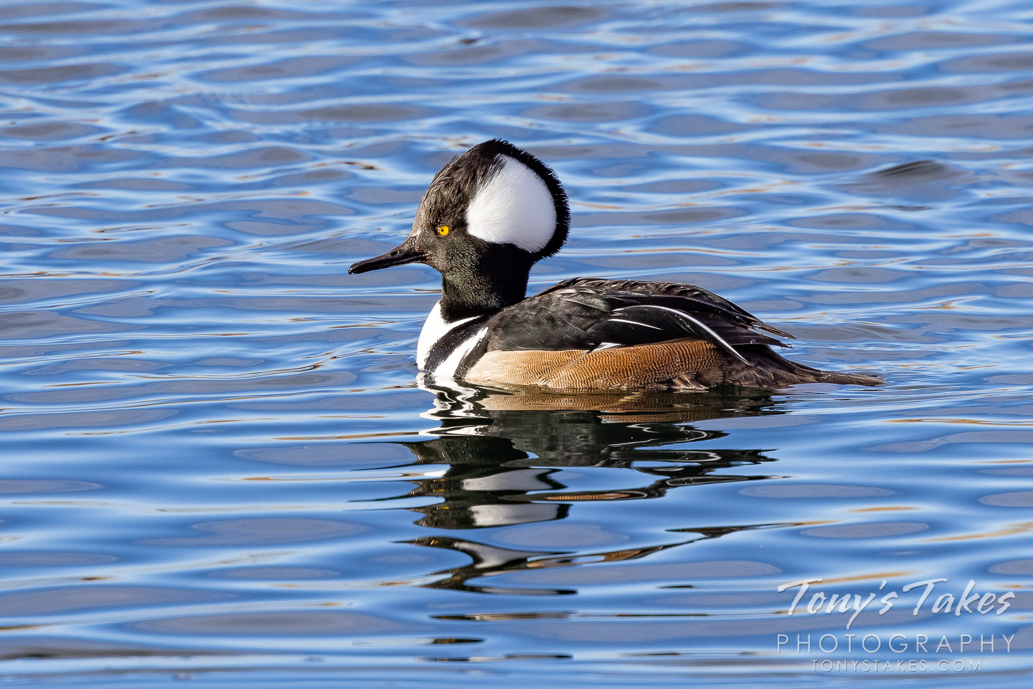 A male hooded merganser out for a swim in Colorado. (© Tony's Takes)