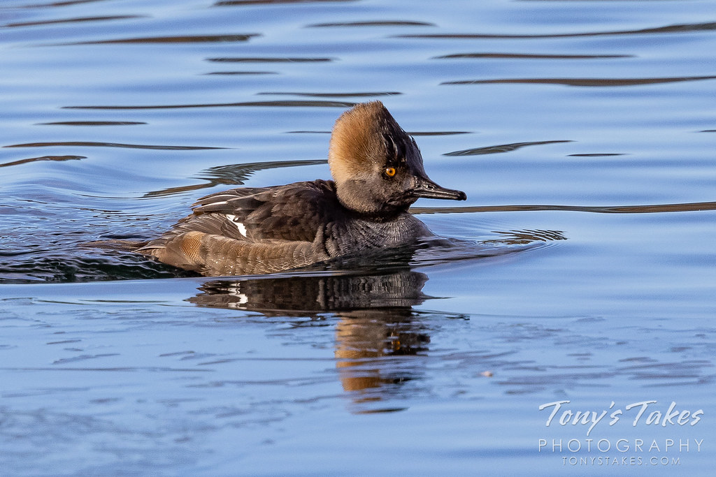 A female hooded merganser swims on a pond in Colorado. (© Tony's Takes)