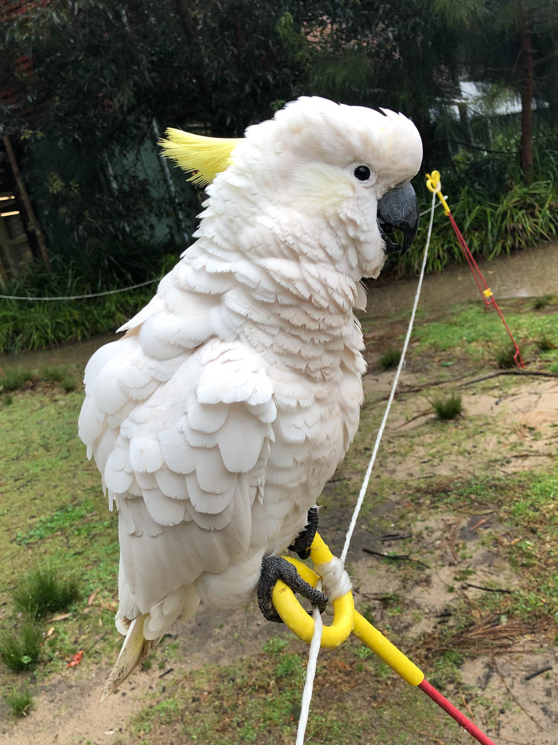 Sulphur-Crested Cockatoo 2 (Australia)
