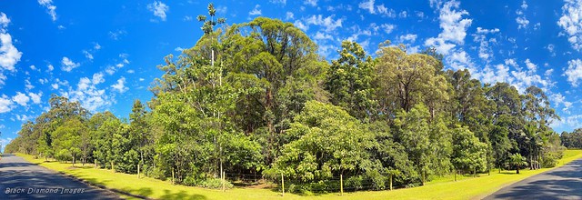 Raintrees Native and Rainforest Gardens, Diamond Beach, Mid North Coast, NSW